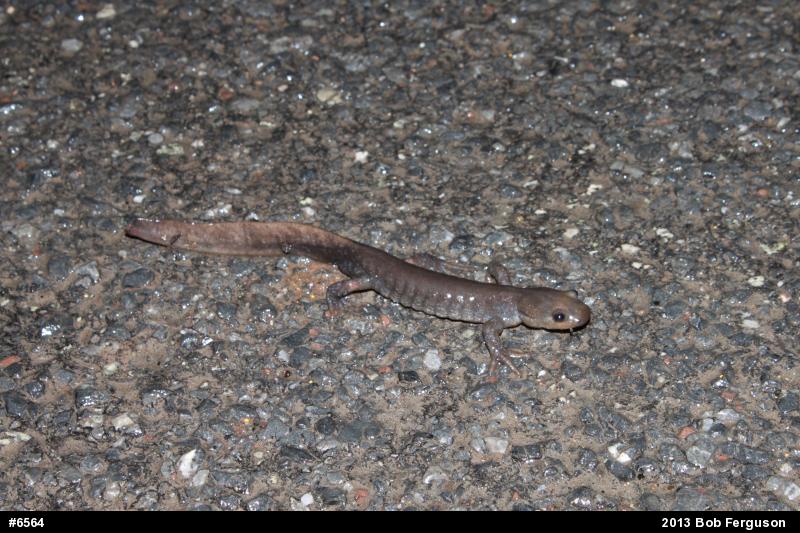 Jefferson Salamander