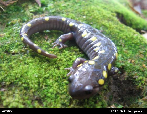 Spotted Salamander