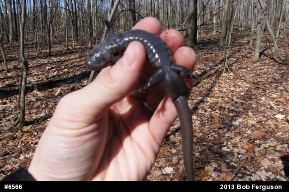 Spotted Salamander