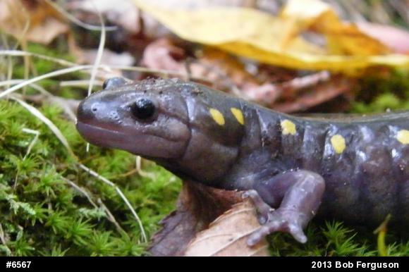 Spotted Salamander
