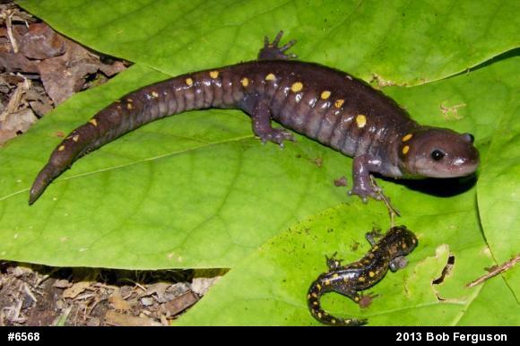 Spotted Salamander