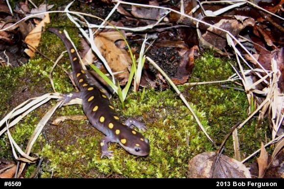 Spotted Salamander