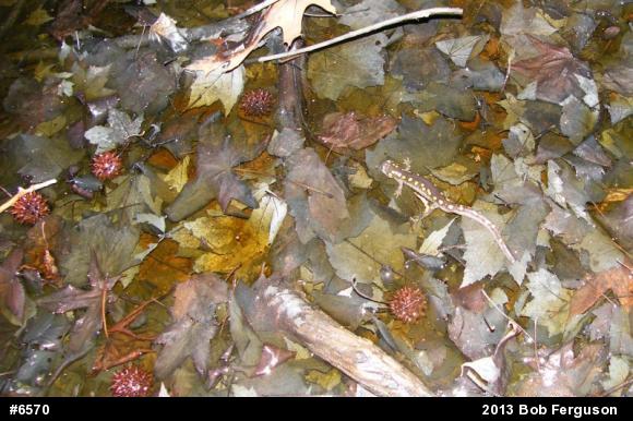 Spotted Salamander