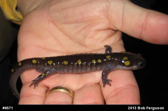 Spotted Salamander
