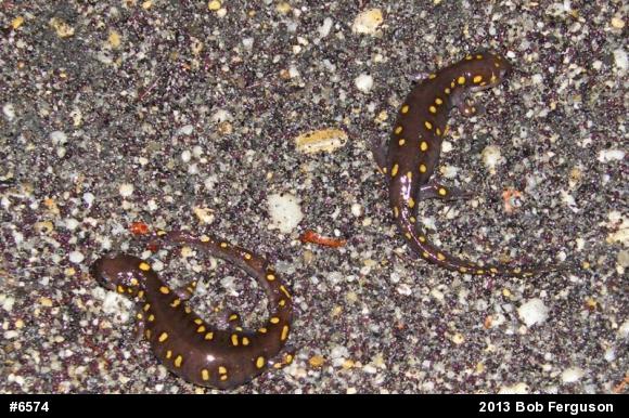 Spotted Salamander