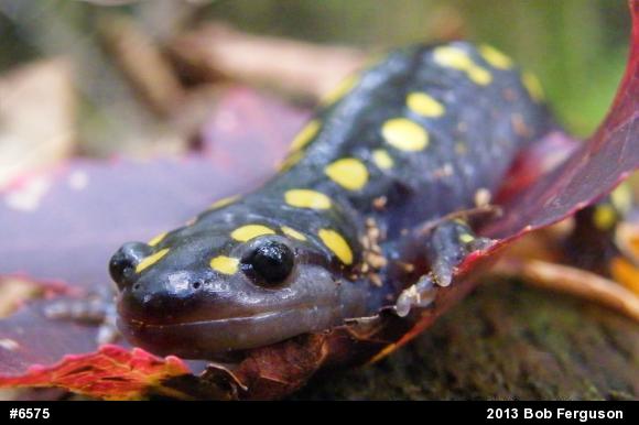 Spotted Salamander