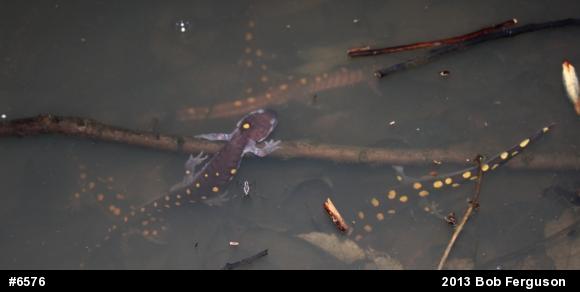 Spotted Salamander