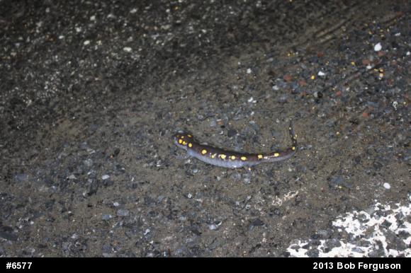 Spotted Salamander