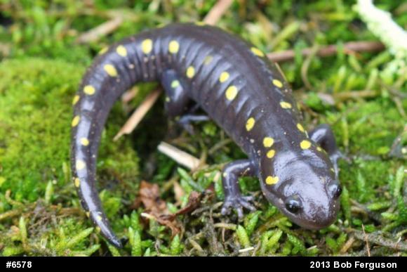 Spotted Salamander