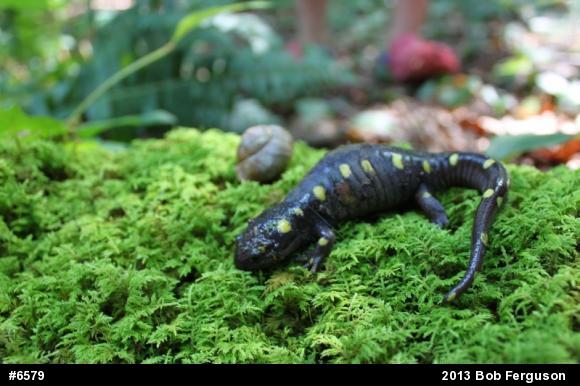 Spotted Salamander