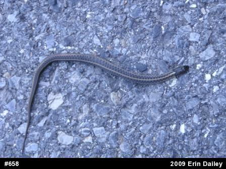 Eastern Gartersnake