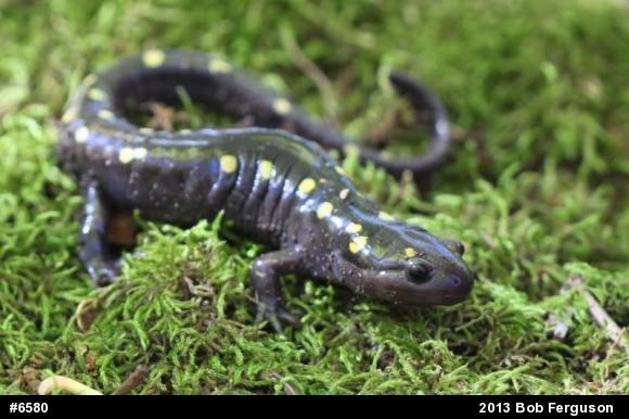 Spotted Salamander