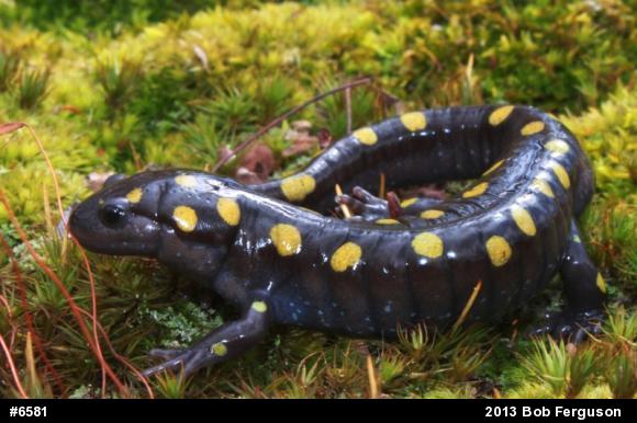 Spotted Salamander