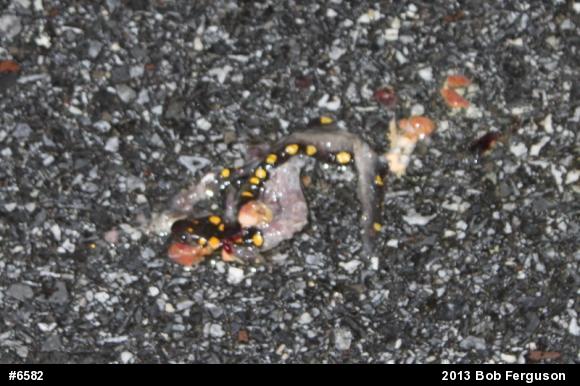 Spotted Salamander