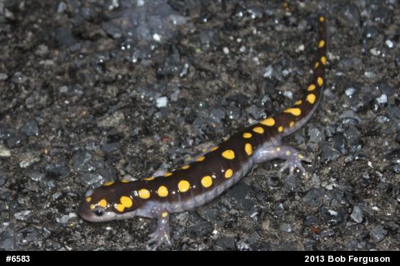 Spotted Salamander