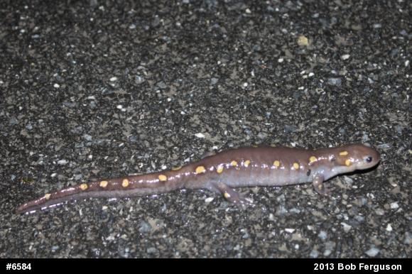 Spotted Salamander