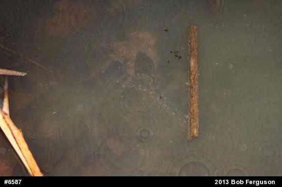 Spotted Salamander