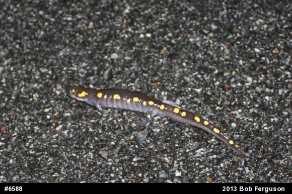 Spotted Salamander