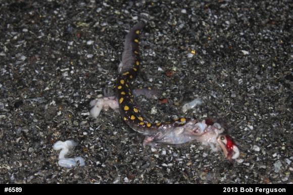Spotted Salamander