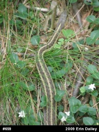 Eastern Gartersnake