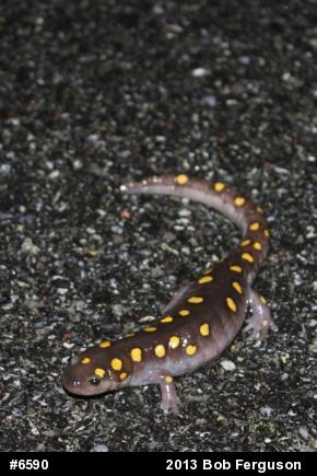 Spotted Salamander