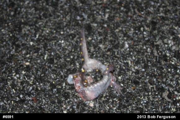 Spotted Salamander
