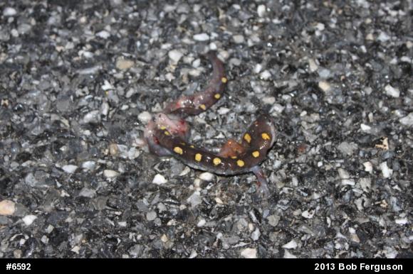 Spotted Salamander