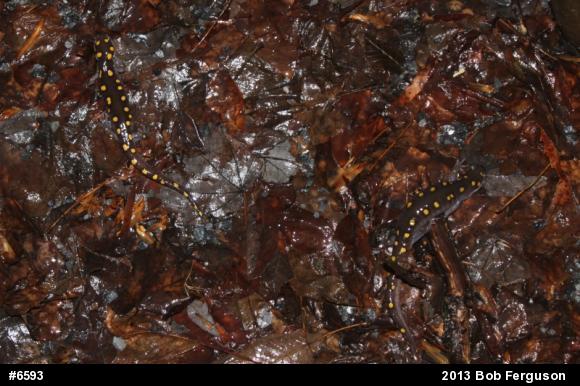 Spotted Salamander