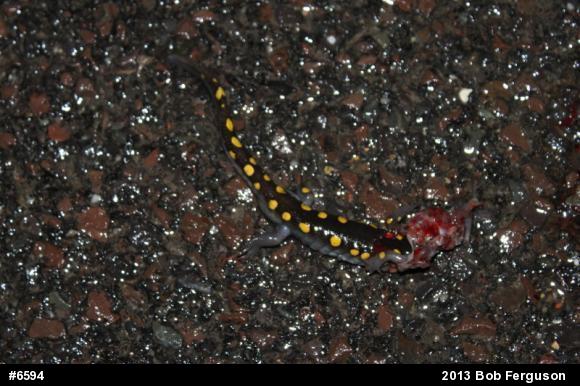 Spotted Salamander