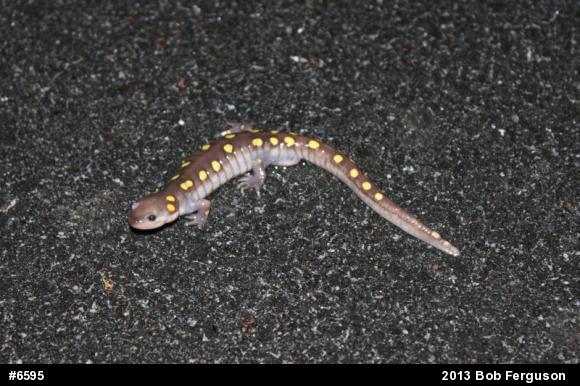 Spotted Salamander
