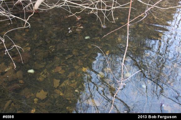 Spotted Salamander