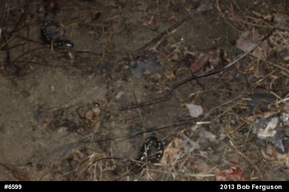 Spotted Salamander