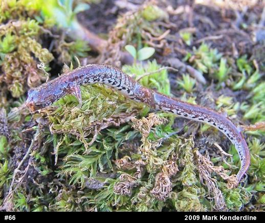 Four-toed Salamander