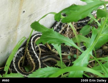 Eastern Gartersnake