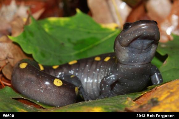 Spotted Salamander
