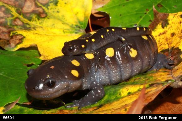 Spotted Salamander