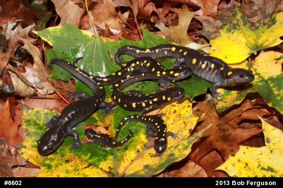 Spotted Salamander