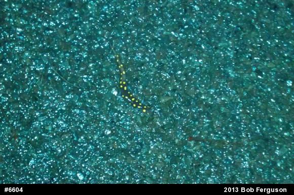 Spotted Salamander