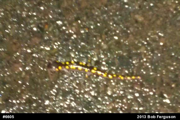 Spotted Salamander