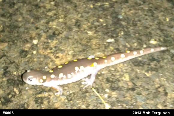 Spotted Salamander