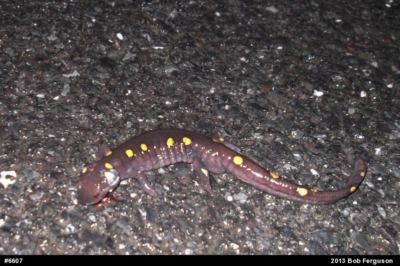Spotted Salamander