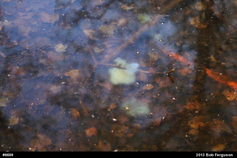 Spotted Salamander