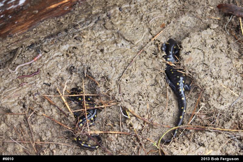 Spotted Salamander