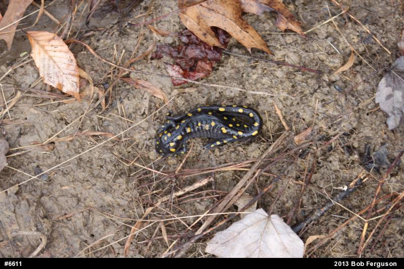 Spotted Salamander