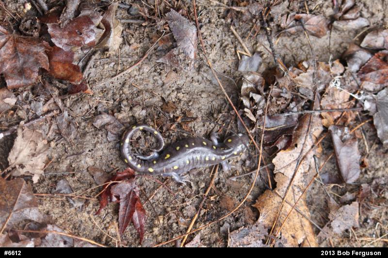 Spotted Salamander