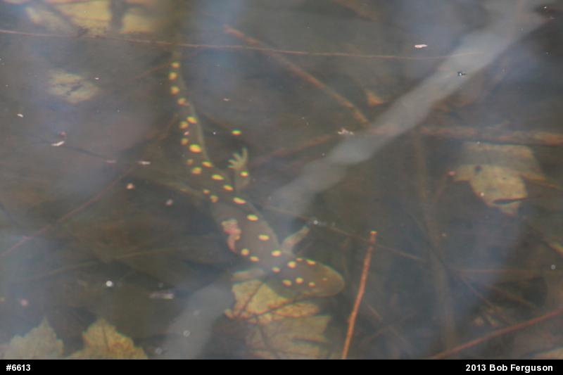 Spotted Salamander