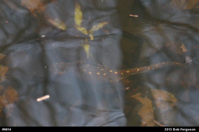 Spotted Salamander