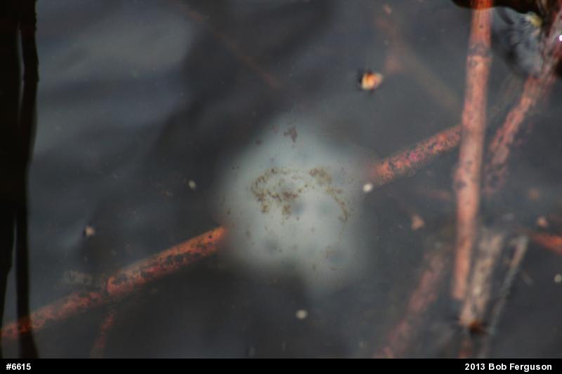 Spotted Salamander