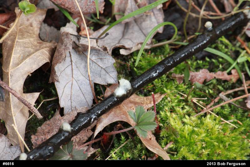 Mole Salamanders