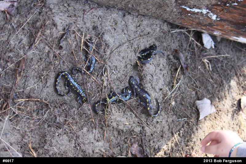 Spotted Salamander